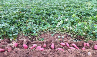 大面积红薯种植方法（大面积红薯种植方法视频）