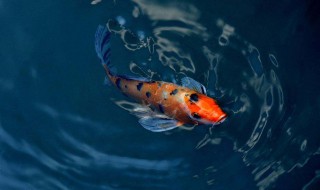 锦鲤繁殖的最佳方法（锦鲤繁殖的最佳方法是什么）