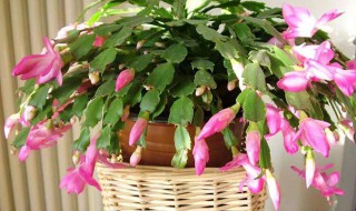 阳台养蟹爪兰的方法 我家阳台的蟹爪兰