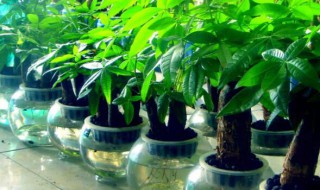 财位放什么植物最招财 财位放什么植物最招财聚财