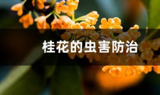 桂花树的病虫害防治 桂花树的病虫害防治方法视频
