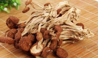 茶树菇的功效与禁忌 茶树菇的功效与禁忌发霉的茶树菇