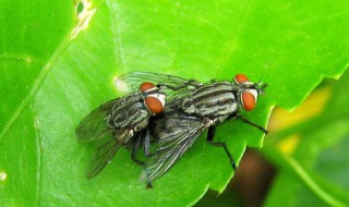 门口有苍蝇怎么去除（门口有苍蝇怎么去除它）