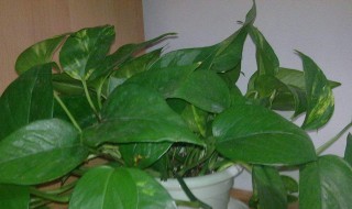 植物营养液如何使用（植物营养液如何使用养绿萝）