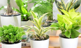 卧室放什么植物好 夫妻卧室放什么植物好