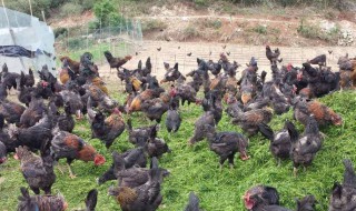 农村养殖什么好养（农村养殖什么好养又赚钱又好卖）