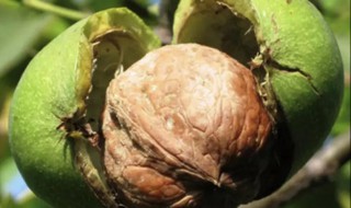 核桃几月份成熟采摘（陕西核桃几月份成熟采摘）