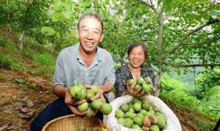 核桃什么时候成熟采摘 青皮核桃什么时候成熟采摘