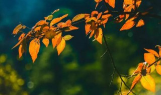 2020秋分几点几分 2021年秋分几点几分