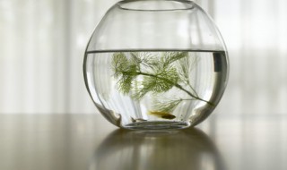 秋分后钓鱼技巧（秋分后钓鱼技巧图解）