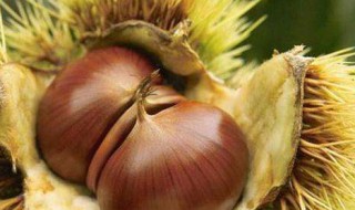 板栗怎么保存久一点不坏 板栗怎么保存久一点不坏呢