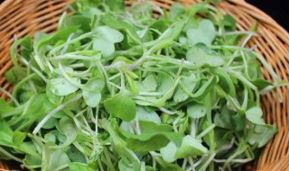 萝卜苗怎么保存不坏（萝卜苗怎么放在冷冻里保存）