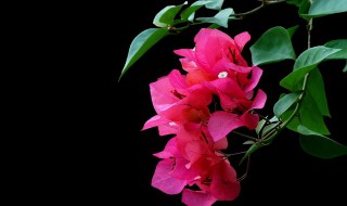 三角梅的养殖方法和注意事项（三角梅的养殖方法和注意事项怎么样养护?）