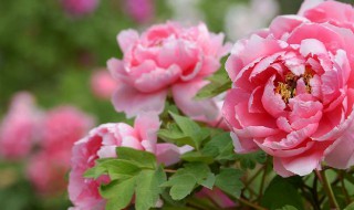 牡丹花有白虫怎么处理 牡丹花有白虫怎么处理好