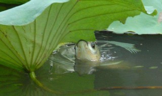 钓草鱼用什么好钓（钓草鱼用什么钓饵最好）