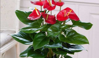 红掌放在家中什么位置好 红掌放在家中什么位置好养