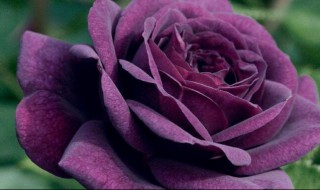 紫色代表什么意思 高考穿紫色代表什么意思