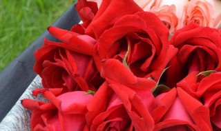 19朵粉色玫瑰花代表什么意思 19朵玫瑰适合送什么人