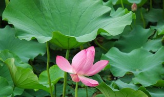 荷叶配什么减肥效果好（荷叶配什么减肥效果好如何配比）