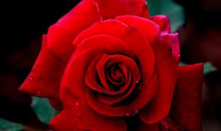 红玫瑰代表什么意思（黄玫瑰代表什么意思）