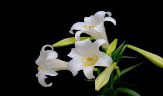 病人送什么花 病人送什么花好