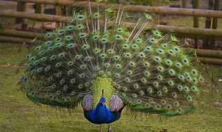 孔雀的特点和外貌描写（孔雀的特点和外貌描写作文）