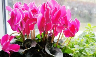 仙客来的养殖方法和注意事项（仙客仙客来的养殖方法和注意事项）