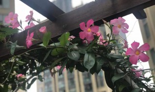 飘香藤的养殖方法和注意事项 夏季飘香藤的养殖方法和注意事项