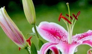 香水百合的养殖方法和注意事项 进口香水百合的养殖方法和注意事项