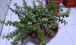 清香木的养殖方法和注意事项 清香木的养殖方法和注意事项修剪