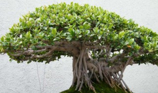 榕树的养殖方法和注意事项盆栽（榕树的养殖方法和注意事项 盆栽）