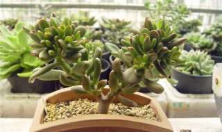 吸财树的养殖方法和注意事项（吸财树的养殖方法和注意事项视频）