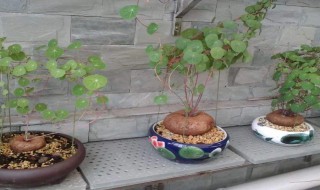 山乌龟的养殖方法和注意事项 山乌龟的养殖方法和注意事项 风水学