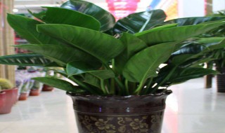 大叶金钻的养殖方法和注意事项 大叶金钻的养殖方法和注意事项图片