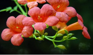 凌霄花的养殖方法 凌霄花的养殖方法和注意事项