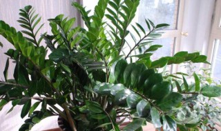 钱串子花的养殖方法和注意事项 钱串子花的养殖方法和注意事项金钱树