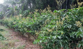 鸡心果树的栽培方法（鸡心果树的栽培方法图解）