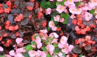 四季海棠的养殖方法和注意事项 大叶四季海棠的养殖方法和注意事项