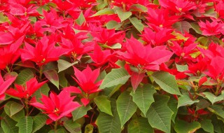 一品红的养殖方法和注意事项 一品红的养殖方法和注意事项视频