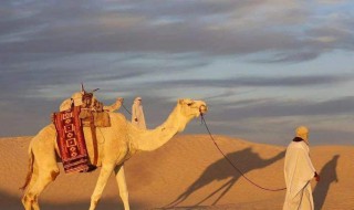 梦见骆驼是什么意思 梦见骆驼周公解梦