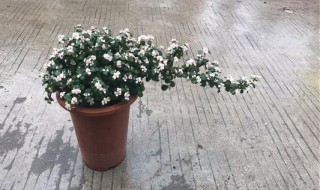 雅乐之舞的养殖方法和注意事项（多肉雅乐之舞的养殖方法和注意事项）