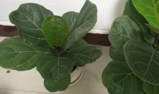 琴叶榕的养殖方法和注意事项（大叶琴叶榕的养殖方法和注意事项）