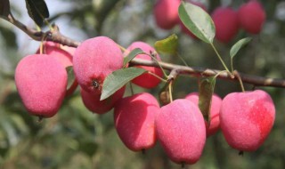 鸡心果简介（黄皮鸡心果简介）