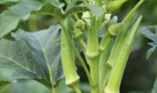 秋葵什么时候种植最好 水果秋葵什么时候种植最好