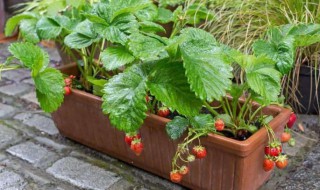 家庭阳台草莓种植方法（家庭阳台草莓种植方法和温度）