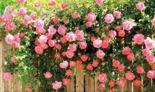 蔷薇花的养殖方法 爬藤蔷薇花的养殖方法