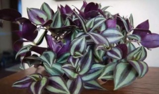 吊竹梅的养殖方法和注意事项 吊竹梅怎么养