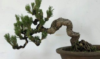 黑松盆景的养护方法 黑松盆景如何养护