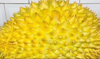 怎样挑榴莲（怎样挑榴莲的简单方法）