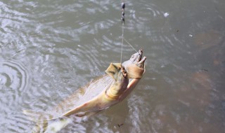 怎样钓甲鱼 夏天怎样钓甲鱼